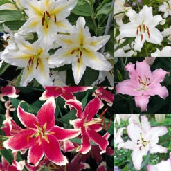 Giant Oriental Lilium Collection Lily