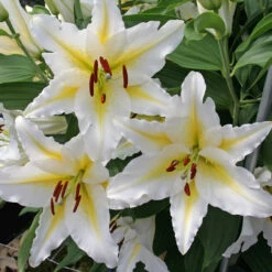 Giant Oriental Lilium Collection Lily -Plant Flower Store Giant Oriental Lilium Collection 1021915 8 73940.1656419440