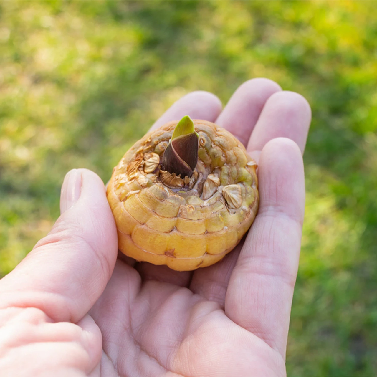 Gladiolus Firebug Sword Lily 5 Gladiolus Firebug Sword Lily - Image 3