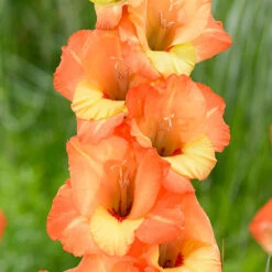 Gladioli June Sword Lily 6 Gladioli June Sword Lily -Plant Flower Store Gladioli June 0011446 2 71540.1641576995