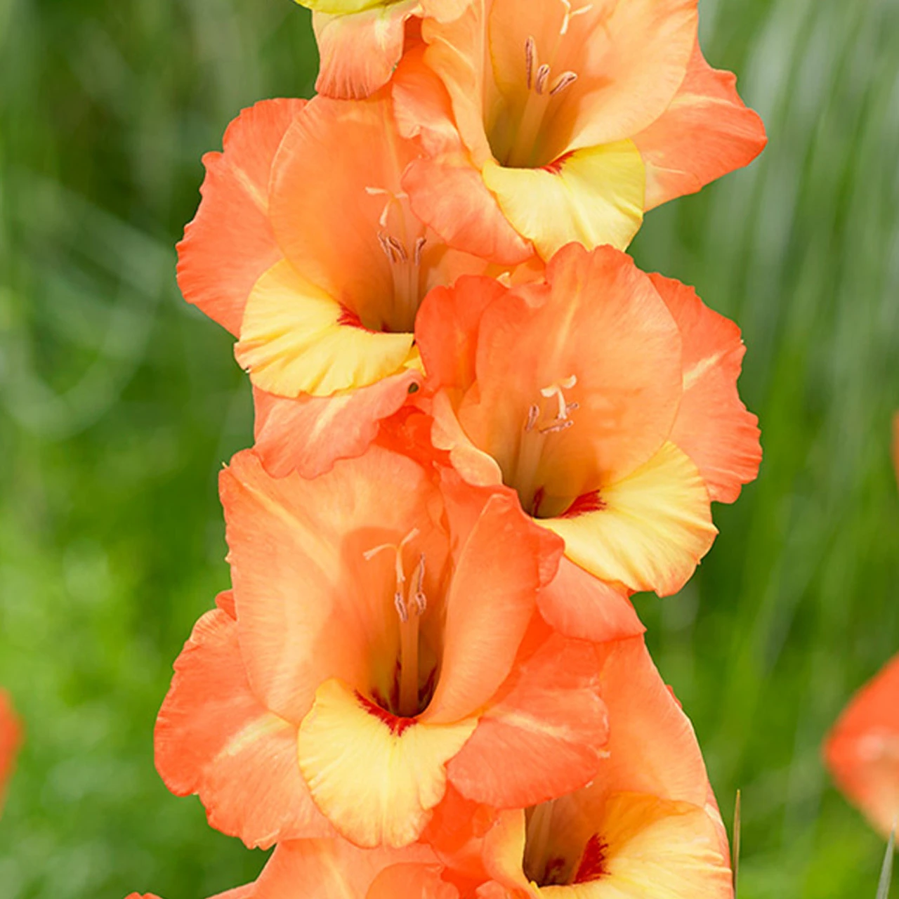 Gladioli June Sword Lily 4 Gladioli June Sword Lily - Image 2