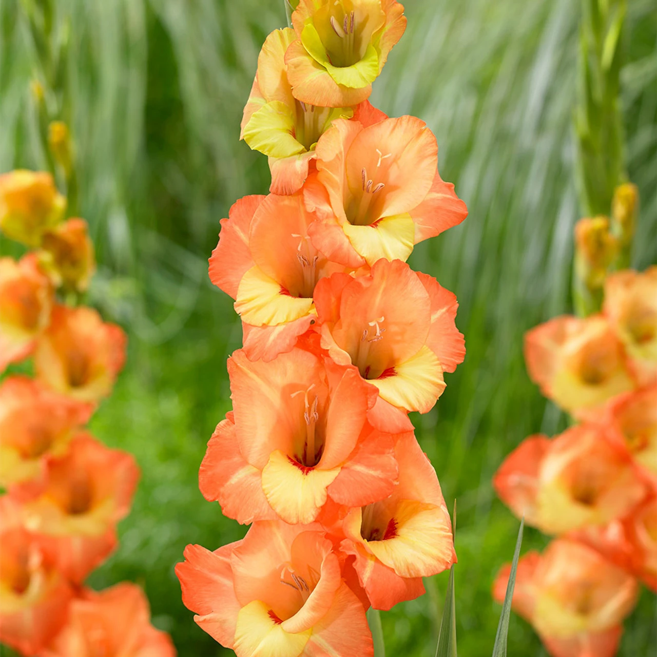 Gladioli June Sword Lily 3 Gladioli June Sword Lily