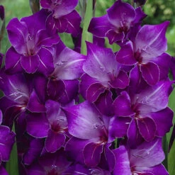 Gladioli Violetta Sword Lily 6 Gladioli Violetta Sword Lily -Plant Flower Store Gladioli Violetta 0013466 2 25235.1641576689