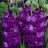 Gladioli Violetta Sword Lily -Plant Flower Store Gladioli Violetta 0013466 61174.1641576689