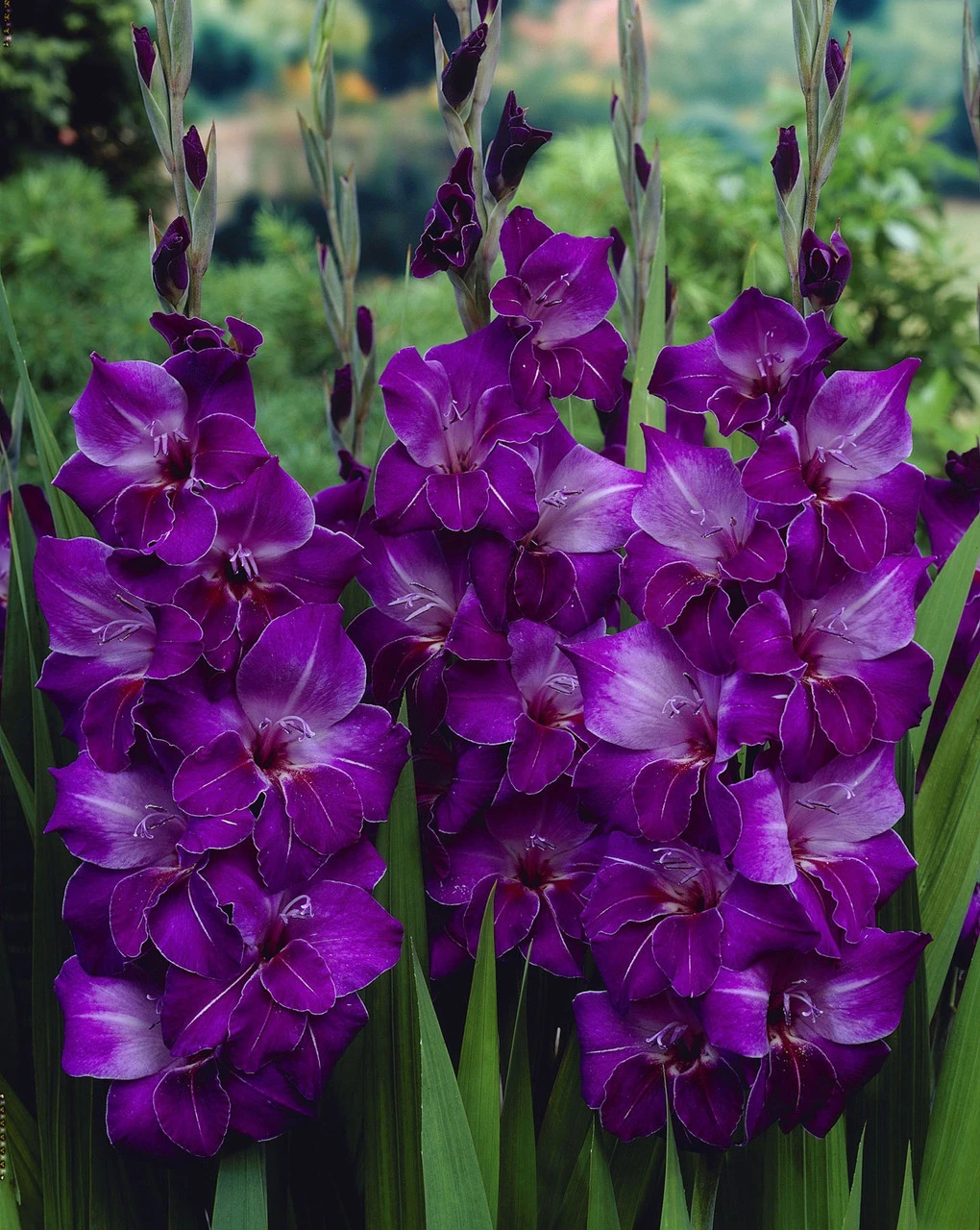 Gladioli Violetta Sword Lily 3 Gladioli Violetta Sword Lily