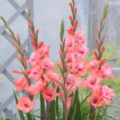 Gladioli Whitney Sword Lily 6 Gladioli Whitney Sword Lily -Plant Flower Store Gladioli Whitney 0011445 2 13903.1625661722