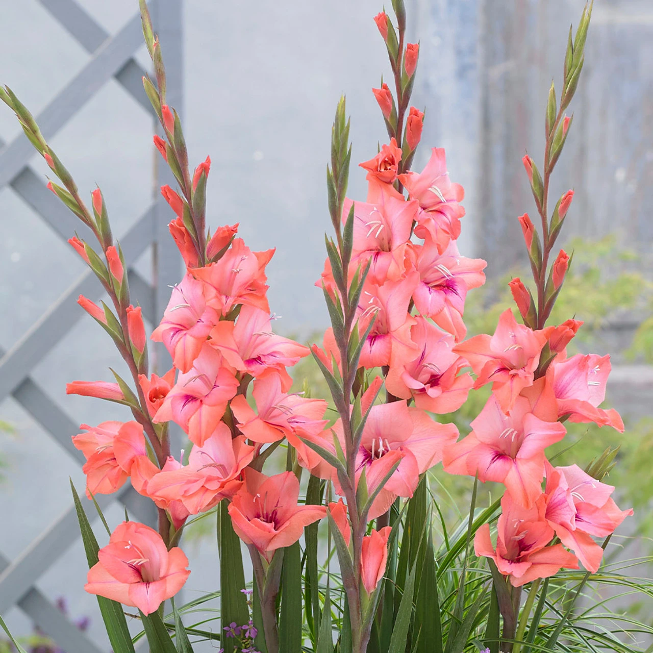 Gladioli Whitney Sword Lily 4 Gladioli Whitney Sword Lily - Image 2