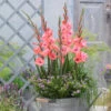 Gladioli Whitney Sword Lily -Plant Flower Store Gladioli Whitney 0011445 85369.1625661722