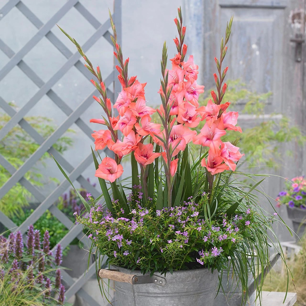 Gladioli Whitney Sword Lily 3 Gladioli Whitney Sword Lily