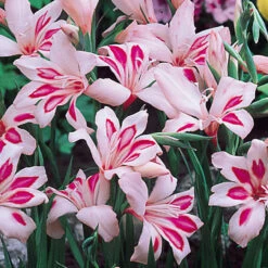 Gladioli Nanus Impressive 7/8cm Sword Lily -Plant Flower Store Gladioli nanus Impressive 0011725 2 00179.1655217194