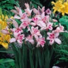 Gladioli Nanus Impressive 7/8cm Sword Lily -Plant Flower Store Gladioli nanus Impressive 0011725 78204.1624452212