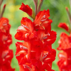 Gladiolus Firebug Sword Lily 6 Gladiolus Firebug Sword Lily -Plant Flower Store Gladiolus B Firebug 0014284 2 13620.1670854038