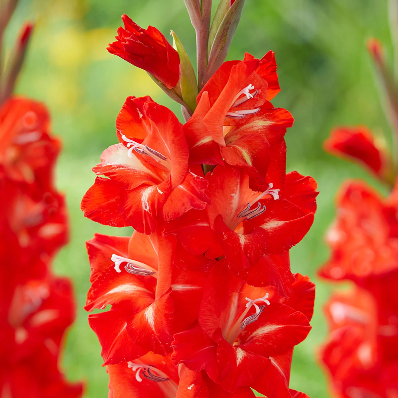 Gladiolus Firebug Sword Lily 4 Gladiolus Firebug Sword Lily - Image 2
