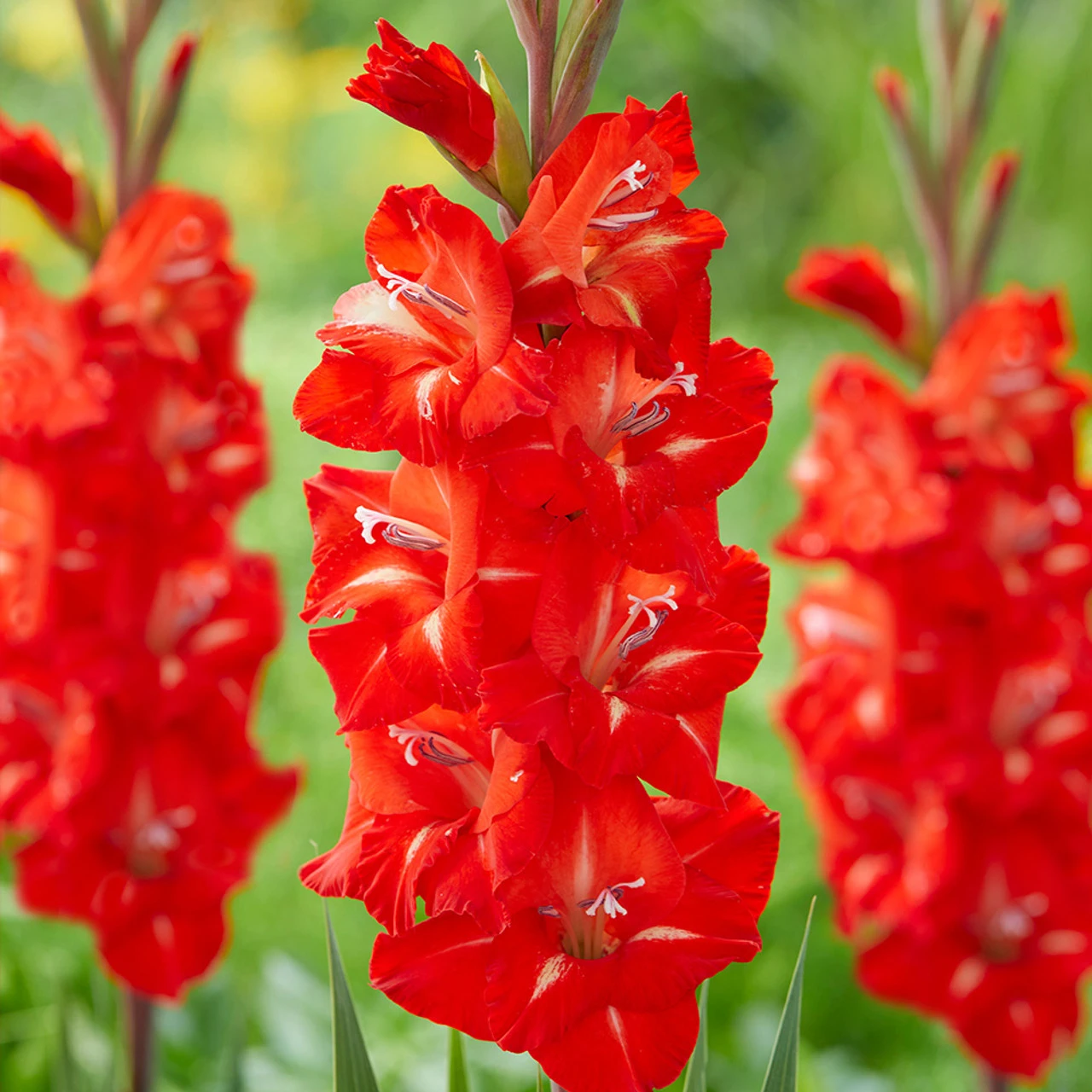 Gladiolus Firebug Sword Lily 3 Gladiolus Firebug Sword Lily