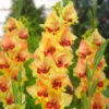 Gladioli Safari Sword Lily 1 Gladioli Safari Sword Lily -Plant Flower Store Gladiolus B Safari 0014285 2 97934.1671110330