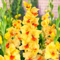 Gladiolus Large Flower Collection 2 -Plant Flower Store Gladiolus Large Flower Collection 1022104 11 92074.1671115459