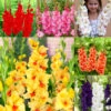 Gladiolus Large Flower Collection 2 -Plant Flower Store Gladiolus Large Flower Collection 1022104 12 82461.1671115459