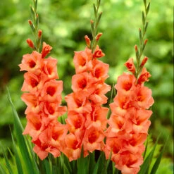 Gladiolus Large Flower Collection 2 -Plant Flower Store Gladiolus Large Flower Collection 1022104 5 40218.1671115458
