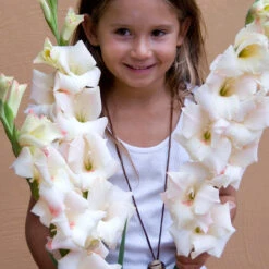 Gladiolus Large Flower Collection 2 -Plant Flower Store Gladiolus Large Flower Collection 1022104 6 94905.1637143013