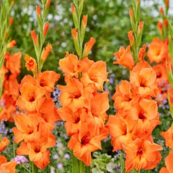 Gladiolus Large Flower Collection - Unusual -Plant Flower Store Gladiolus Large Flower Collection 1022105 11 31278.1671115895