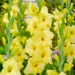 Gladiolus Large Flower Collection - Unusual -Plant Flower Store Gladiolus Large Flower Collection 1022105 12 31263.1671115895