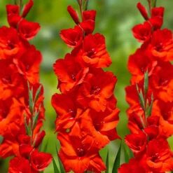 Gladiolus Large Flower Collection - Unusual -Plant Flower Store Gladiolus Large Flower Collection 1022105 13 40194.1671115895