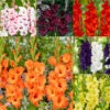 Gladiolus Large Flower Collection - Unusual -Plant Flower Store Gladiolus Large Flower Collection 1022105 14 35473.1671115895
