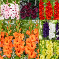 Gladiolus Large Flower Collection - Unusual