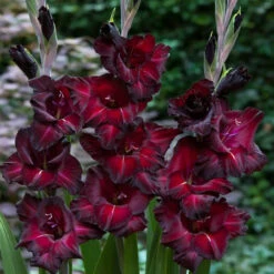 Gladiolus Large Flower Collection - Unusual -Plant Flower Store Gladiolus Large Flower Collection 1022105 5 64652.1671115894