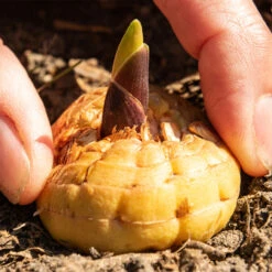 Gladiolus Large Flower Collection - Unusual -Plant Flower Store Gladiolus Large Flower Collection 1022105 8 44953.1671115894