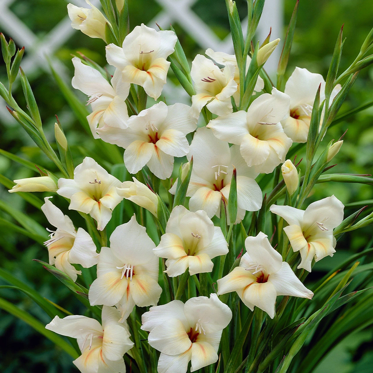 Gladiolus Nanus Collection Sword Lily 7 Gladiolus Nanus Collection Sword Lily - Image 5