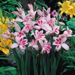 Gladiolus Nanus Collection Sword Lily 14 Gladiolus Nanus Collection Sword Lily -Plant Flower Store Gladiolus Nanus Collection 1022323 3 80236.1670852919