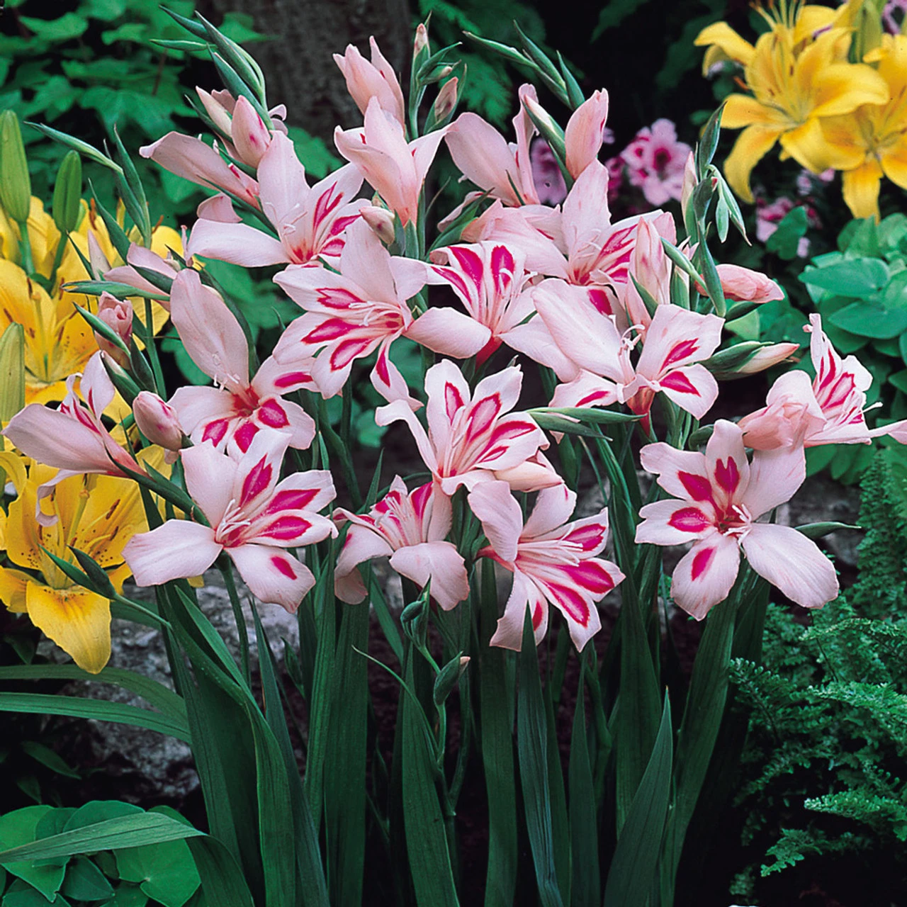 Gladiolus Nanus Collection Sword Lily 8 Gladiolus Nanus Collection Sword Lily - Image 6