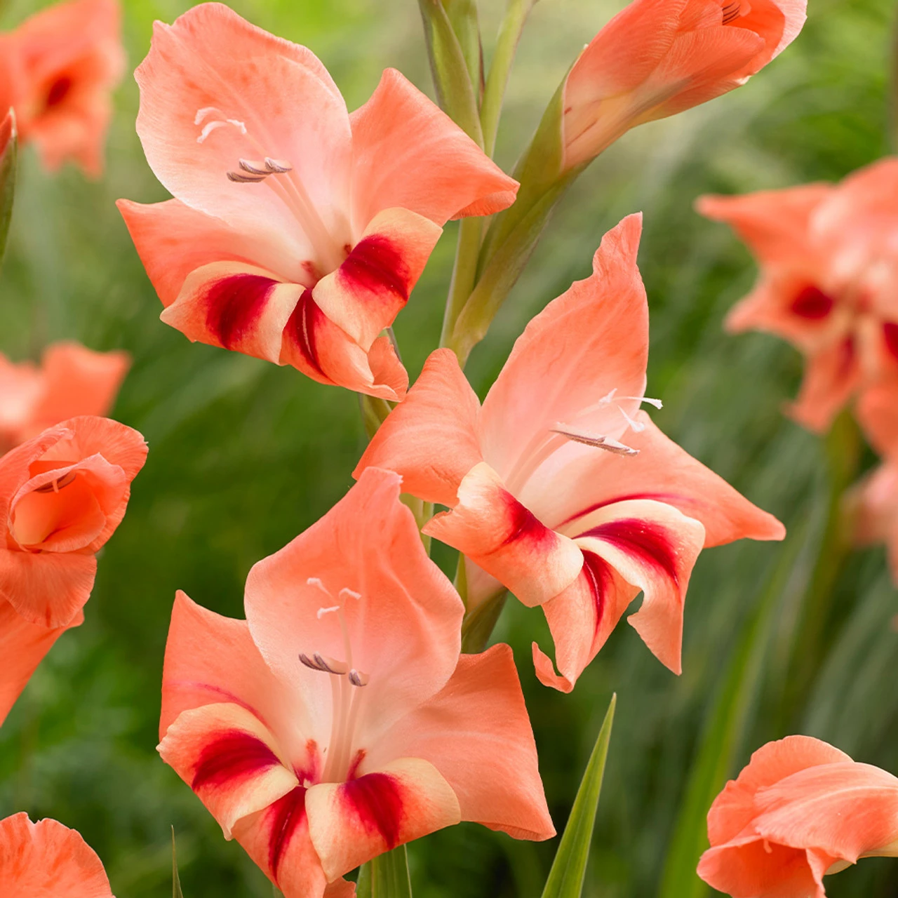 Gladiolus Nanus Collection Sword Lily 4 Gladiolus Nanus Collection Sword Lily - Image 2