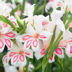 Gladiolus Nanus Collection Sword Lily 15 Gladiolus Nanus Collection Sword Lily -Plant Flower Store Gladiolus Nanus Collection 1022323 5 91588.1698148670