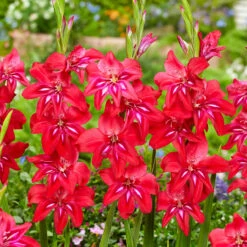 Gladiolus Nanus Collection Sword Lily 12 Gladiolus Nanus Collection Sword Lily -Plant Flower Store Gladiolus Nanus Collection 1022323 6 94772.1698148669