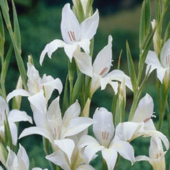 Gladiolus Nanus Collection Sword Lily 11 Gladiolus Nanus Collection Sword Lily -Plant Flower Store Gladiolus Nanus Collection 1022323 7 47497.1698148669