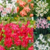 Gladiolus Nanus Collection Sword Lily -Plant Flower Store Gladiolus Nanus Collection 1022323 43690.1698148670