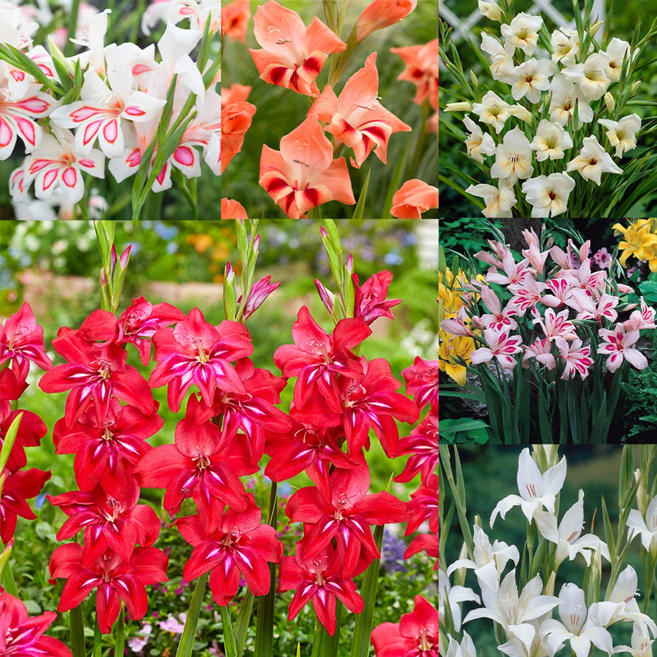Gladiolus Nanus Collection Sword Lily 3 Gladiolus Nanus Collection Sword Lily