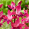 Gladiolus Nanus Vulcano Sword Lily -Plant Flower Store Gladiolus nanus Vulcano 0014796 2 20348.1687522620