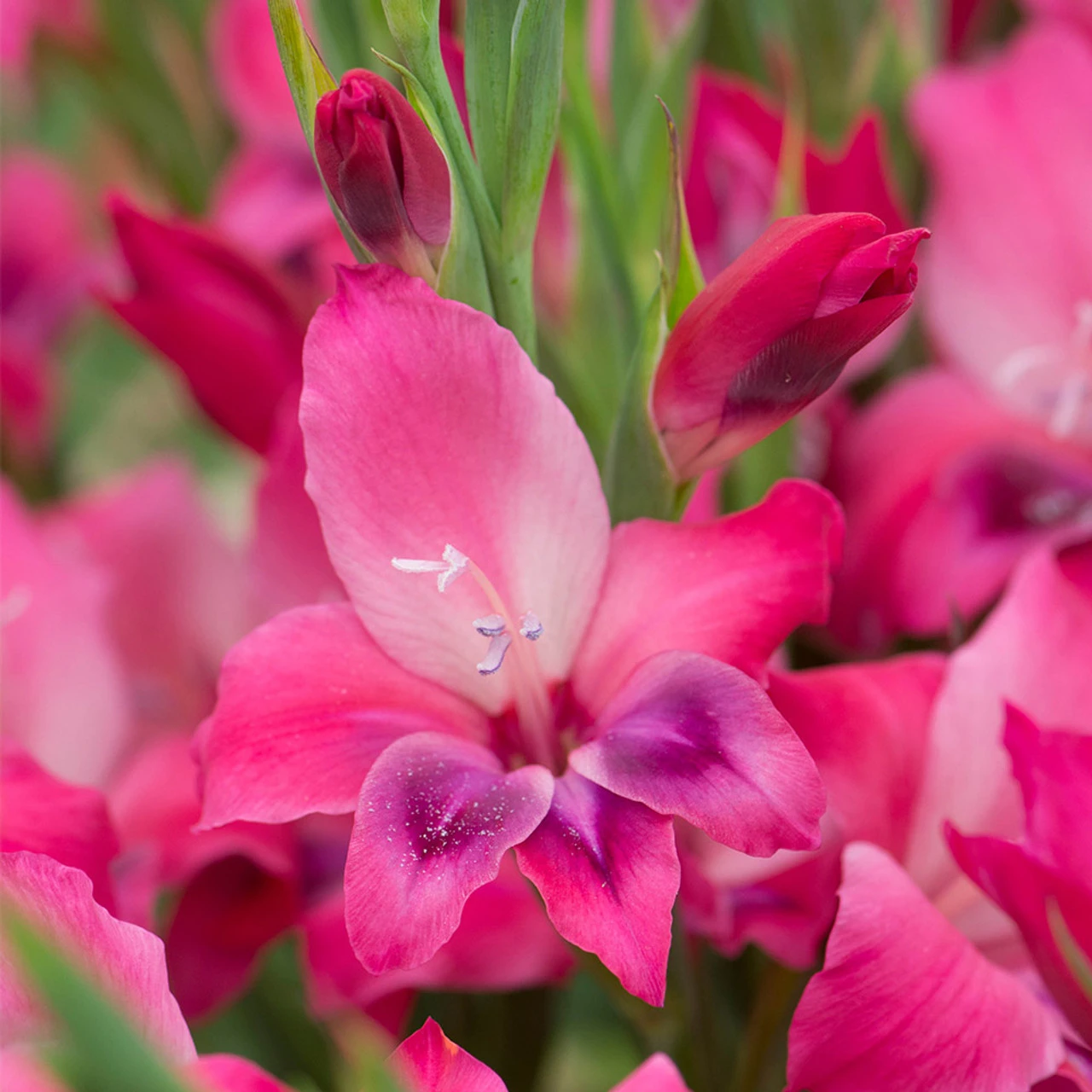 Gladiolus Nanus Vulcano Sword Lily 4 Gladiolus Nanus Vulcano Sword Lily - Image 2