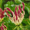 Gloriosa Carsonii Flame Lily 2 Gloriosa Carsonii Flame Lily -Plant Flower Store Gloriosa carsonii 0015089 08861.1698155792