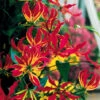Gloriosa Rothschildiana Flame Lily 2 Gloriosa Rothschildiana Flame Lily -Plant Flower Store Gloriosa rothschildiana 0002399 21197.1623343437