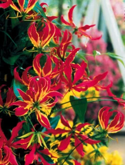 Gloriosa Rothschildiana Flame Lily