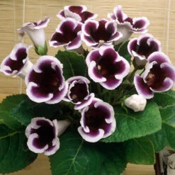 Gloxinia Complete Collection -Plant Flower Store Gloxinia Collection 1009287 2 75977.1643197684