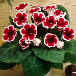 Gloxinia Complete Collection -Plant Flower Store Gloxinia Collection 1009287 3 05099.1643197684