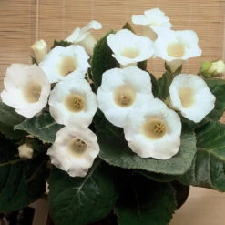 Gloxinia Complete Collection -Plant Flower Store Gloxinia Collection 1009287 5 88251.1643197684