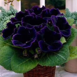 Gloxinia Complete Collection -Plant Flower Store Gloxinia Collection 1009287 6 99516.1643197685