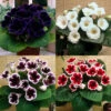 Gloxinia Complete Collection -Plant Flower Store Gloxinia Collection 1009287 7 65249.1643197685