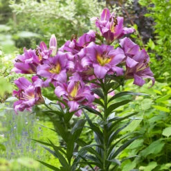 Goliath Lily Collection Lilium -Plant Flower Store Goliath Lily Collection 1022147 4 51685.1641478960